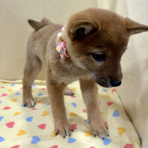 Alternative view of 柴