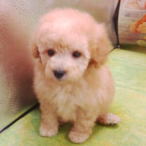 Alternative view of ミックス犬