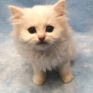 Alternative view of ミヌエット