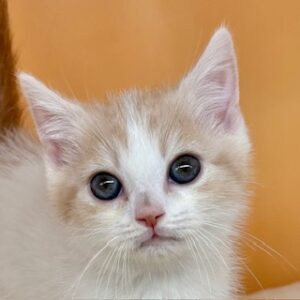 スコティッシュ・フォールド