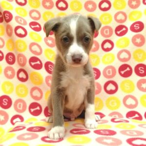 Alternative view of ミックス犬