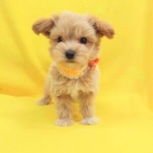 Alternative view of ミックス犬