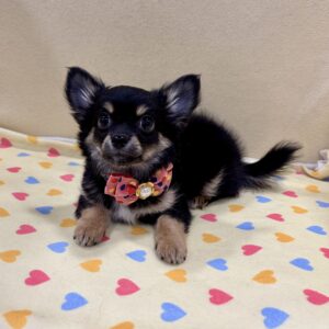 Alternative view of チワワ (ロングコート)