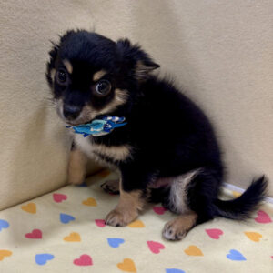 Alternative view of チワワ (ロングコート)