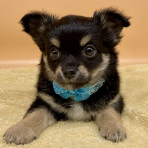 Alternative view of チワワ (ロングコート)