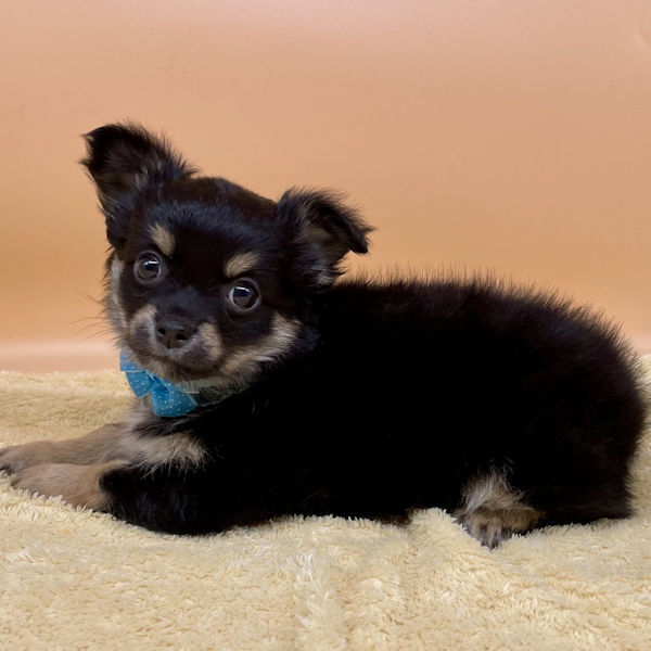 チワワ (ロングコート) - 画像 (3)