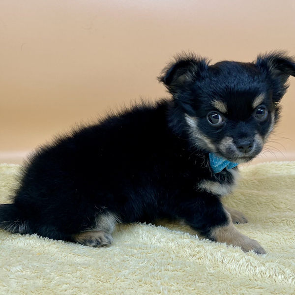 チワワ (ロングコート) - 画像 (4)