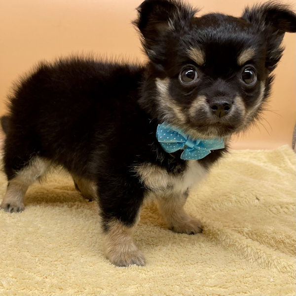 チワワ (ロングコート) - 画像 (5)