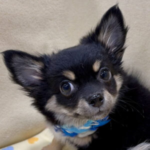 チワワ (ロングコート)