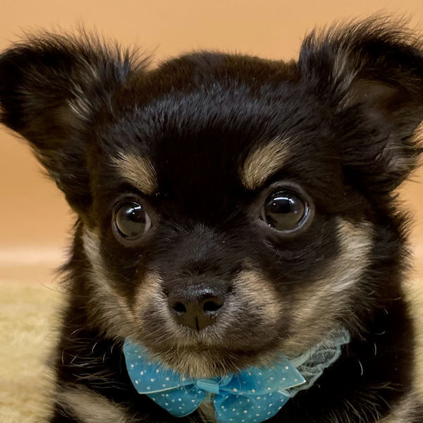 チワワ (ロングコート)