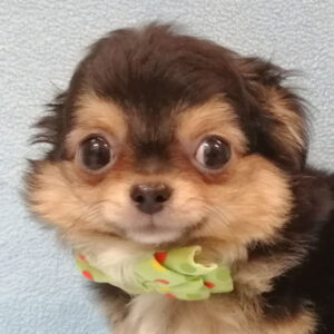 チワワ (ロングコート)