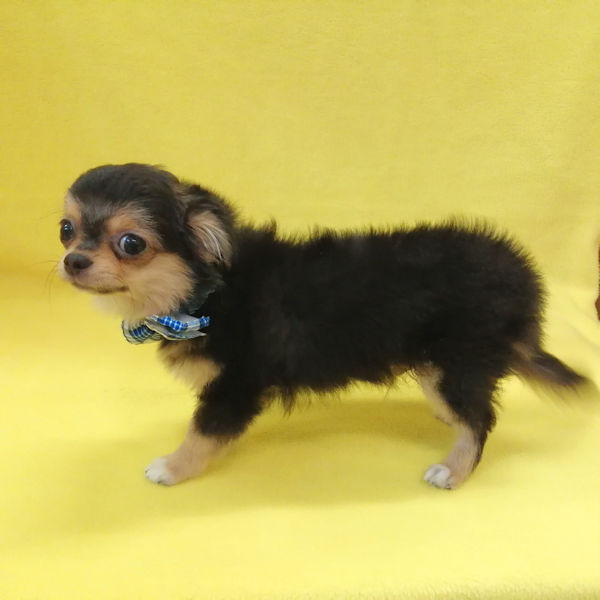 チワワ (ロングコート) - 画像 (4)