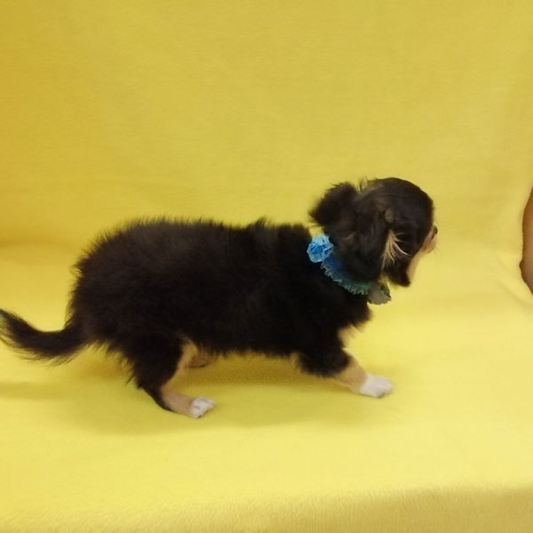 チワワ (ロングコート) - 画像 (5)