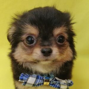 チワワ (ロングコート)