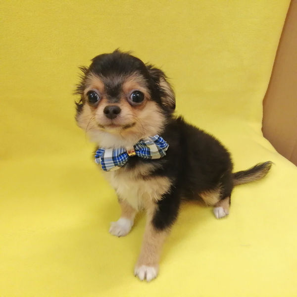 チワワ (ロングコート) - 画像 (3)