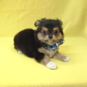 Alternative view of チワワ (ロングコート)