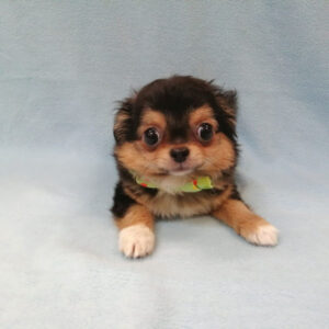 Alternative view of チワワ (ロングコート)