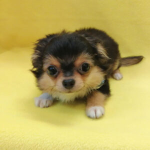 Alternative view of チワワ (ロングコート)