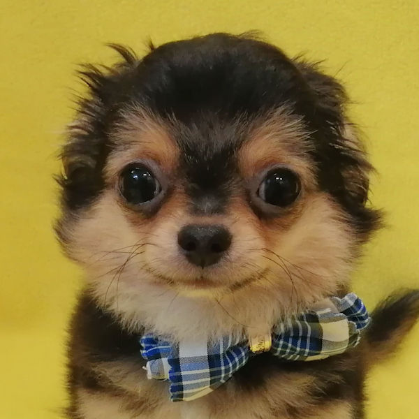 チワワ (ロングコート)