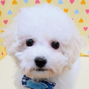 ビション・フリーゼ