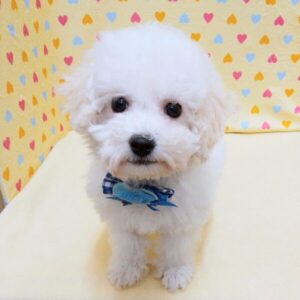 Alternative view of ビション・フリーゼ