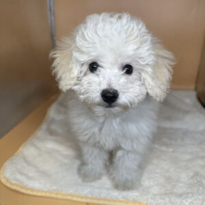 Alternative view of ビション・フリーゼ