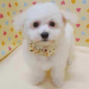 Alternative view of ビション・フリーゼ