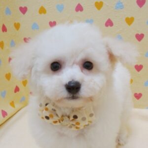 ビション・フリーゼ