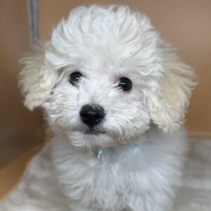 ビション・フリーゼ