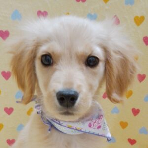 ゴールデン・レトリーバー