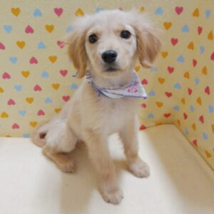 Alternative view of ゴールデン・レトリーバー