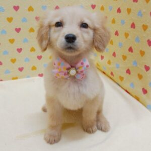 Alternative view of ゴールデン・レトリーバー