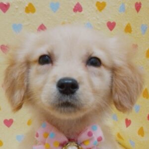 ゴールデン・レトリーバー