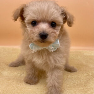 Alternative view of ミックス犬