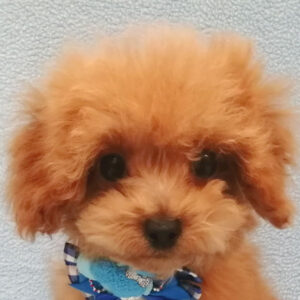 トイ・プードル