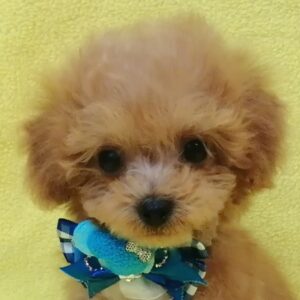 トイ・プードル