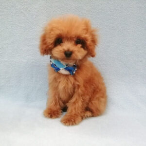 Alternative view of トイ・プードル