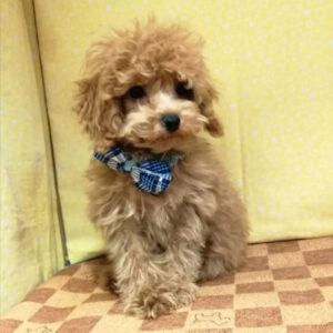 Alternative view of トイ・プードル