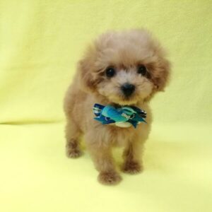 Alternative view of トイ・プードル