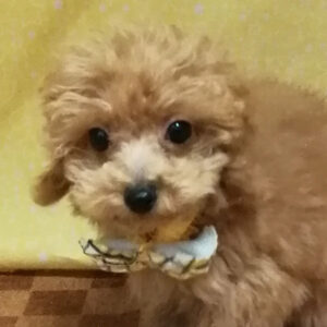 トイ・プードル