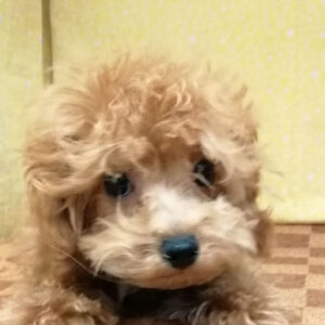 トイ・プードル