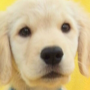 ゴールデン・レトリーバー