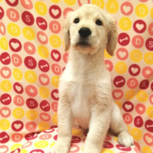 Alternative view of ゴールデン・レトリーバー