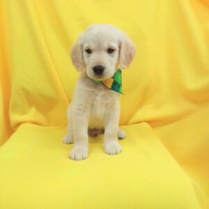 Alternative view of ゴールデン・レトリーバー