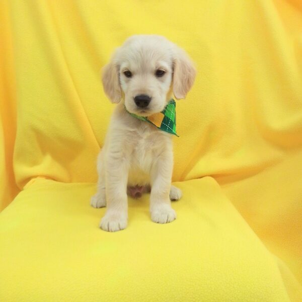 ゴールデン・レトリーバー - 画像 (2)