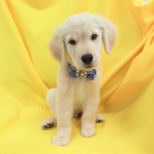 Alternative view of ゴールデン・レトリーバー