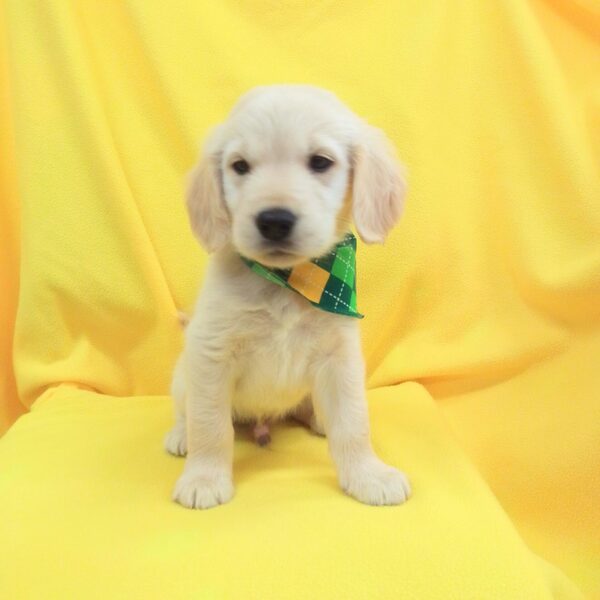 ゴールデン・レトリーバー - 画像 (4)