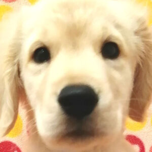 ゴールデン・レトリーバー