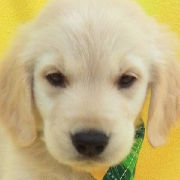 ゴールデン・レトリーバー