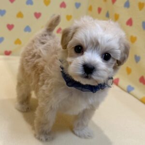 Alternative view of ミックス犬